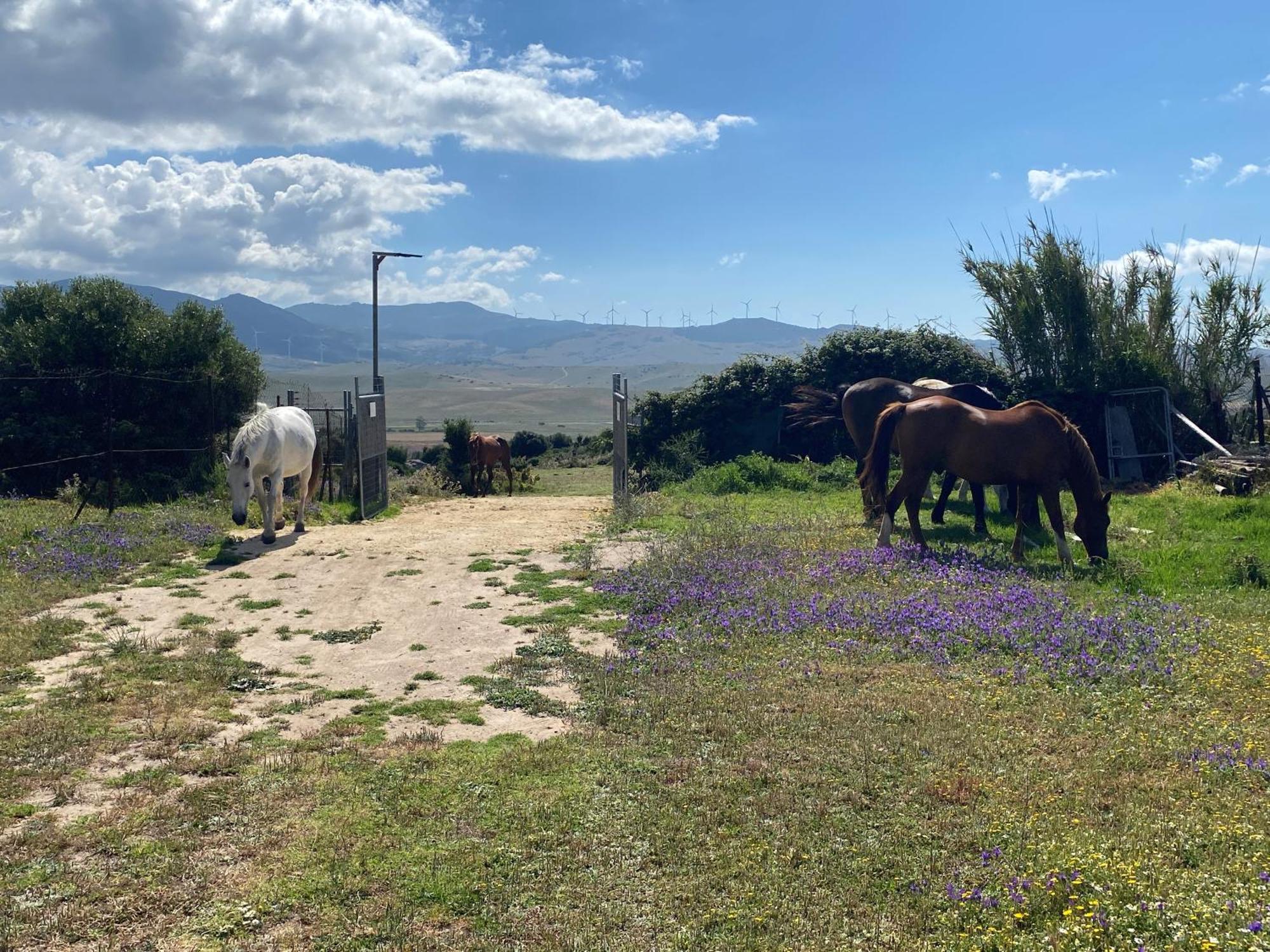 Rustic 4 Guests 10 Minutes To Tarifa